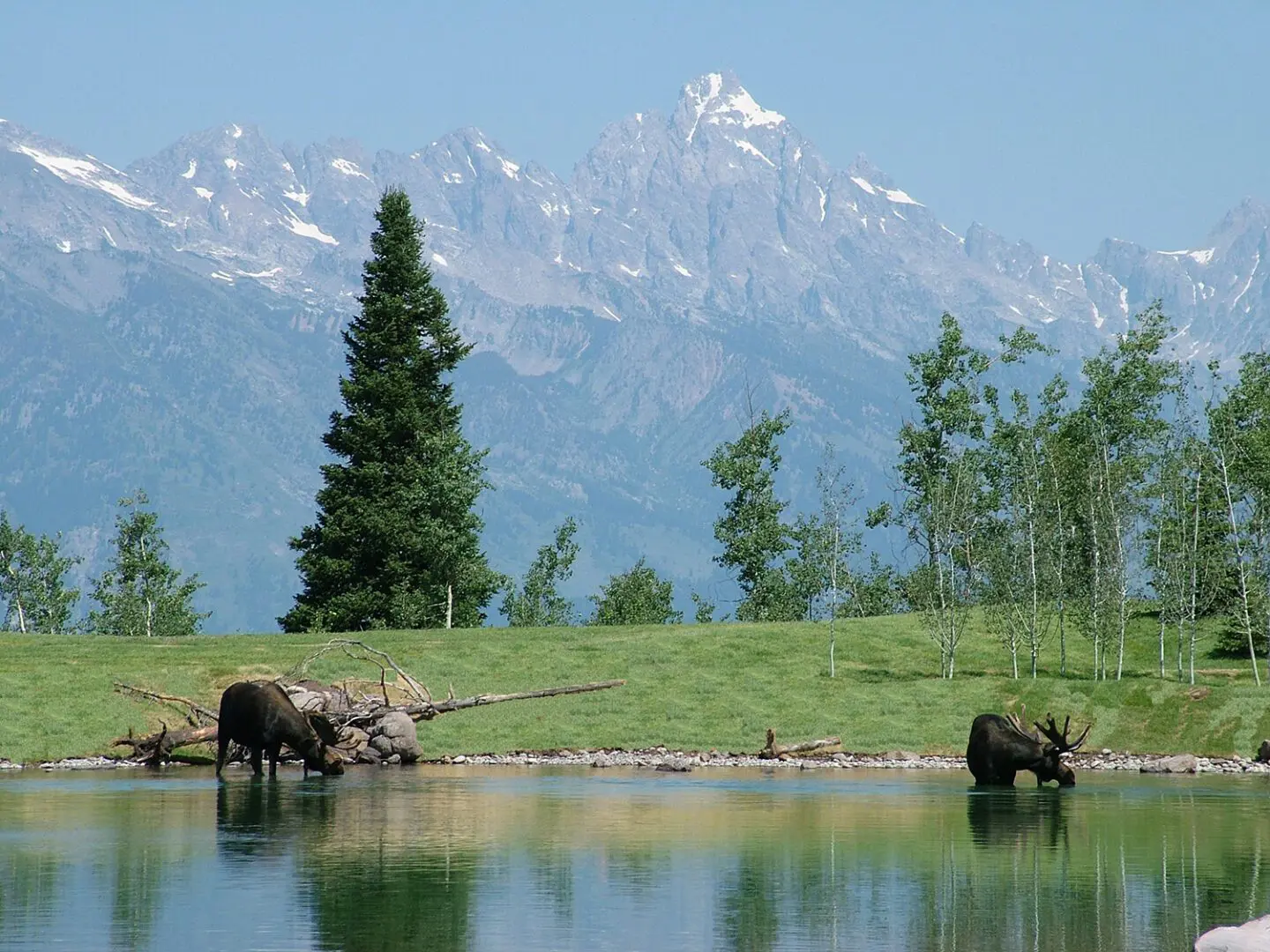 Two elephants in a field near water and mountains.